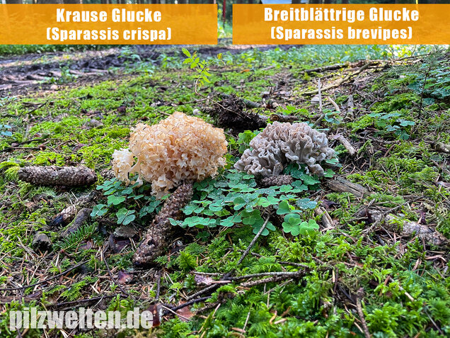 Krause Glucke, Sparassis crispa