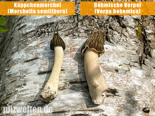 Böhmische Verpel, Verpa bohemica