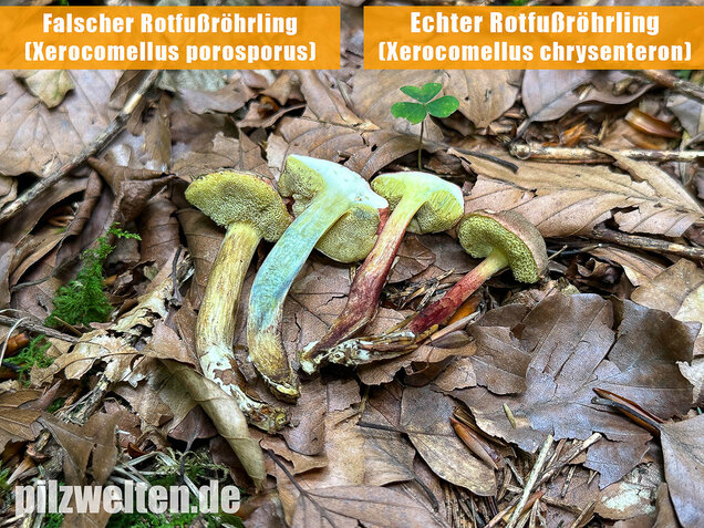 Falscher Rotfußröhrling, Düsterer Rotfußröhrling, Xerocomellus porosporus