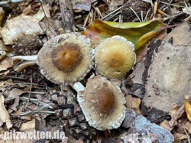 Reichbeschleierter Faserling, Psathyrella spintrigeroides