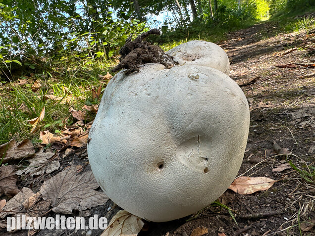 Riesenbovist, Calvatia gigantea