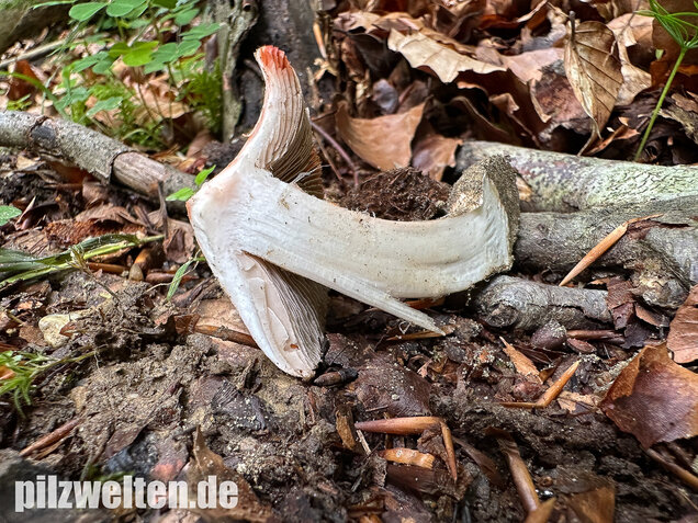 Rötender Risspilz, Schamroter Risspilz, Inocybe godeyi