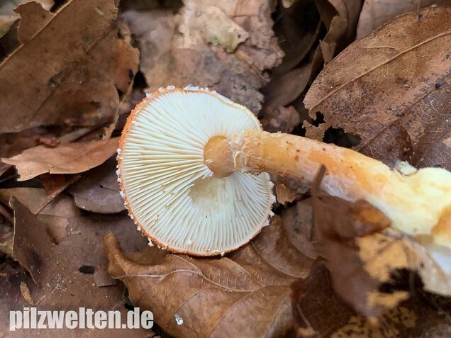 Rostroter Körnchenschirmling, Cystodermella granulosa
