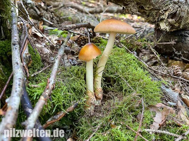 Rotbrauner Scheidenstreifling, Amanita fulva