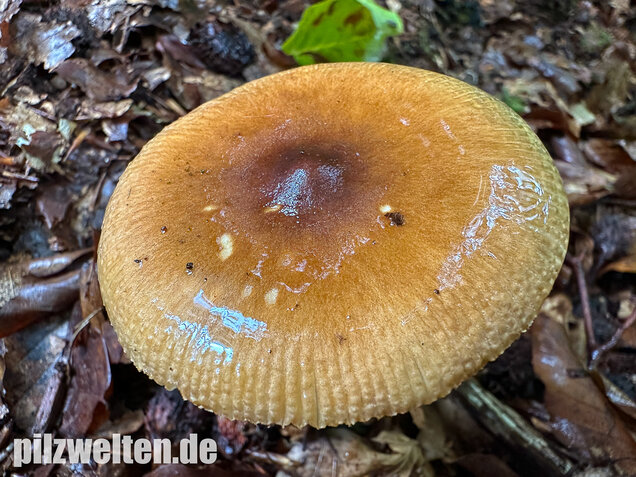 Rotbrauner Scheidenstreifling, Amanita fulva