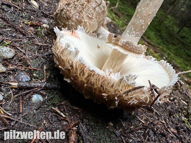 Olivbrauner Safranschirmling, Wald-Safranschirmling, Chlorophyllum olivieri
