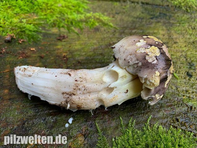 Schneeritterling, Tricholoma portentosum
