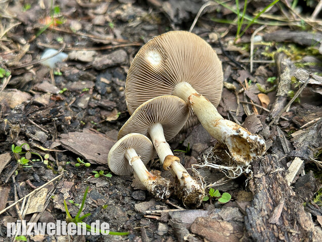 Voreilender Ackerling, Agrocybe praecox
