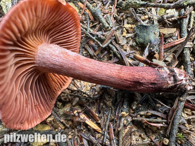 Weinroter Purpur-Schneckling, Hygrophorus capreolarius