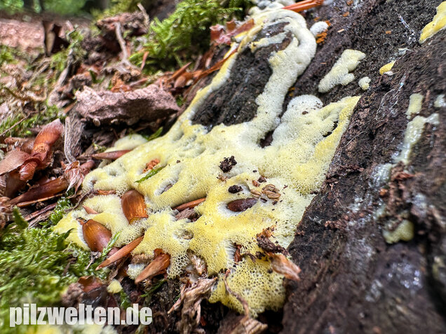 Weißgelbes Netzpolster, Ceratiomyxa porioides