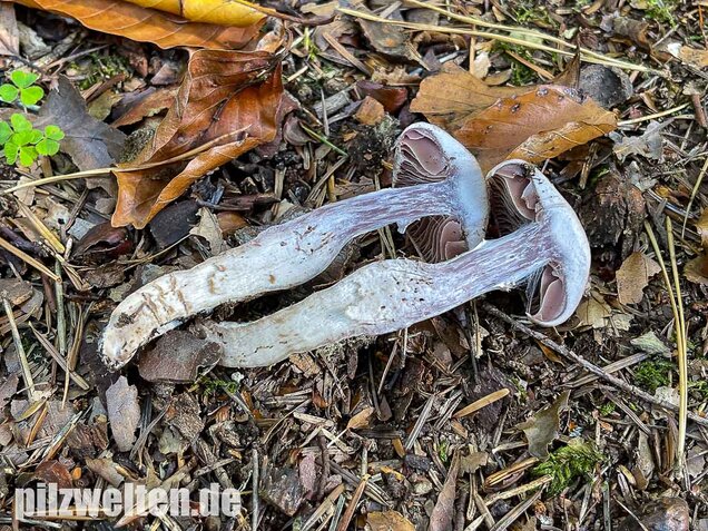 Wohlriechender Gürtelfuß, Cortinarius torvus