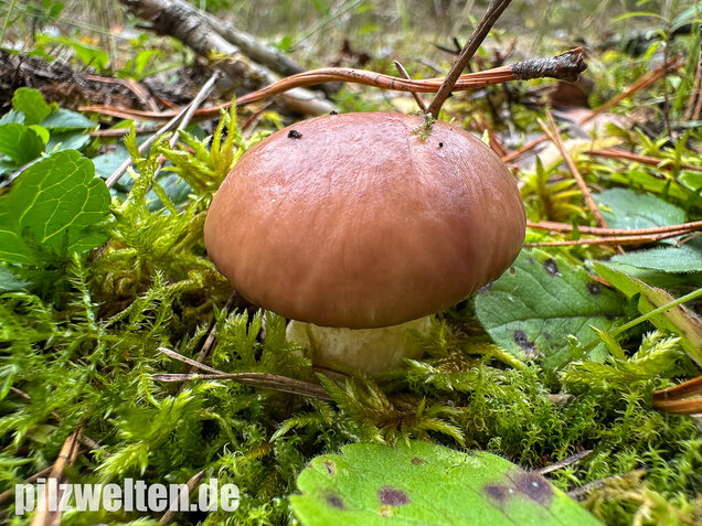 Butterpilz, Butterröhrling, Suillus luteus