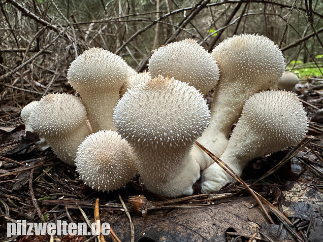 Flaschenstäubling, Flaschenbovist, Lycoperdon perlatum