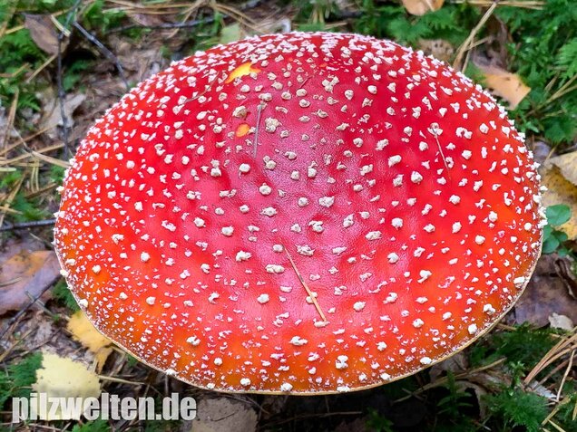 Fliegenpilz, Amanita muscaria