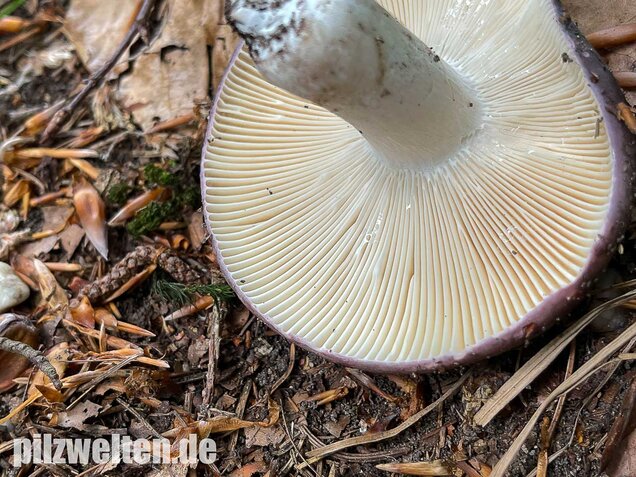 Frauentäubling, Russula cyanoxantha