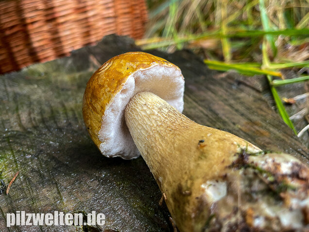 Gallenröhrling, Bitterling, Bitterpilz, Tylopilus felleus