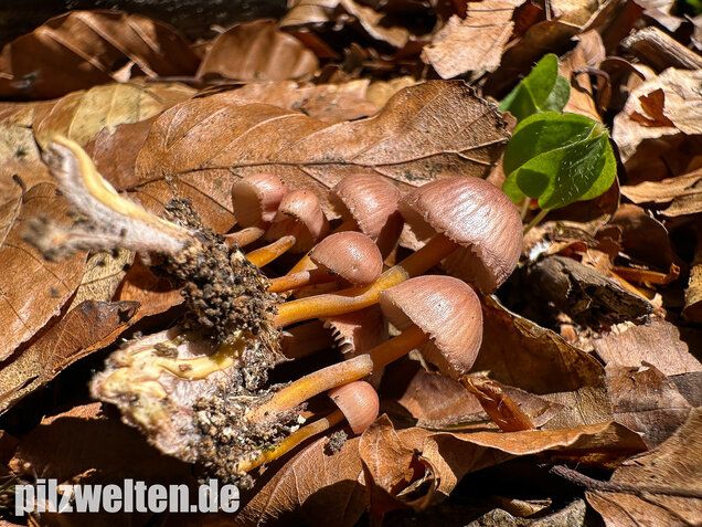 Gelbstieliger Nitrathelmling, Gelbfüßiger Nitrosehelmling, Mycena renati