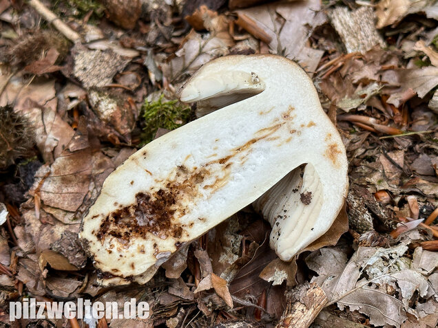 Gilbender Stinktäubling, Russula subfoetens