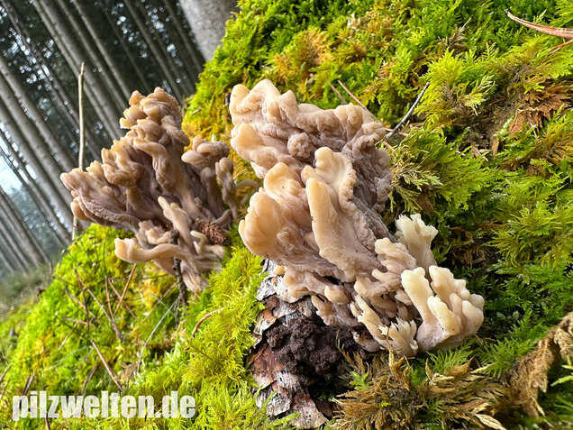 Graue Koralle, Grauer Keulenpilz, Clavulina cinerea
