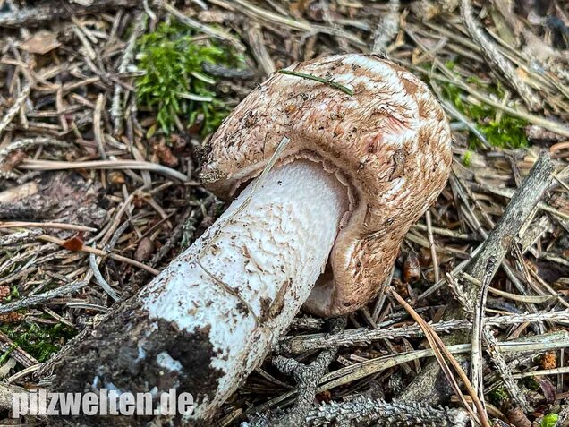 Großer Waldchampignon, Agaricus langei