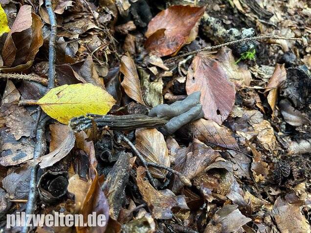 Grubenlorchel, Helvella lacunosa