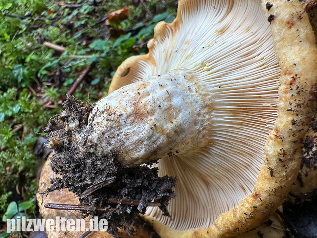 Grubiger Weißtannenmilchling, Lactarius intermedius
