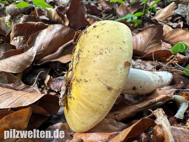 Grüner Speisetäubling, Russula heterophylla