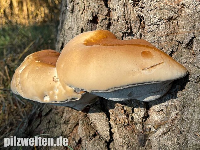 Harziger Lackporling, Ganoderma resinaceum