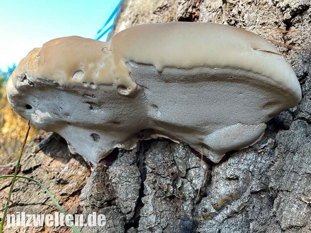 Harziger Lackporling, Ganoderma resinaceum
