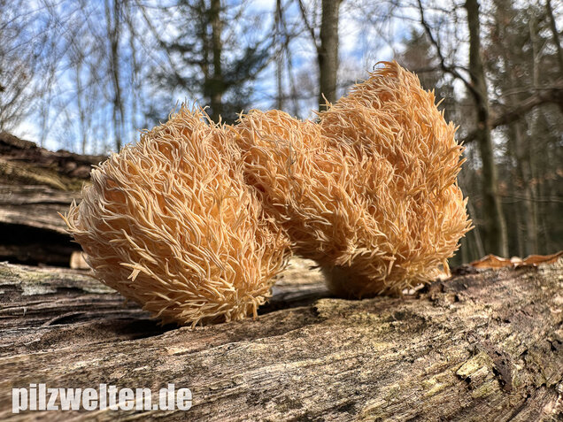 Igelstachelbart, Lion's mane Mushroom, Hericium erinaceus