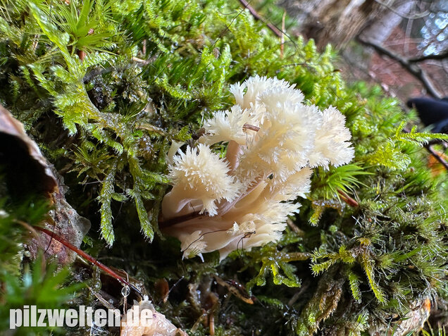 Kammkoralle, Kammförmiger Keulenpilz, Clavulina coralloides