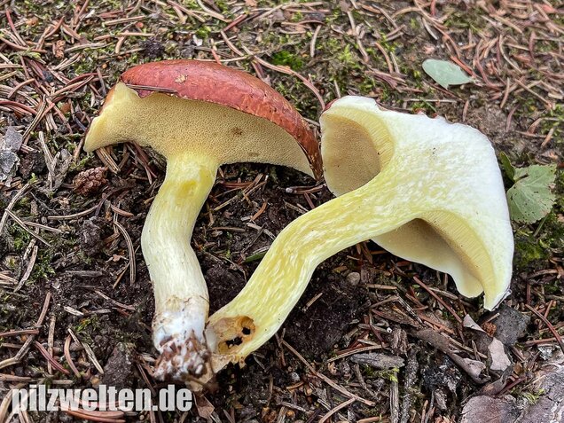 Körnchenröhrling, Suillus granulatus