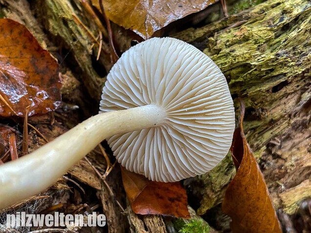 Lästiger Ritterling, Tricholoma inamoenum