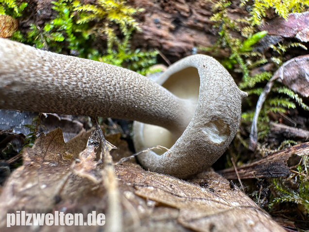 Maiporling, Bewimperter Stielporling, Lentinus substrictus