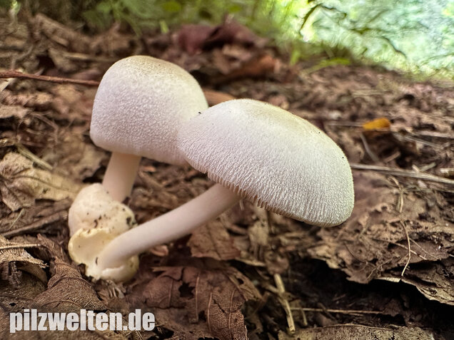 Mausgrauer Scheidling, Volvariella murinella