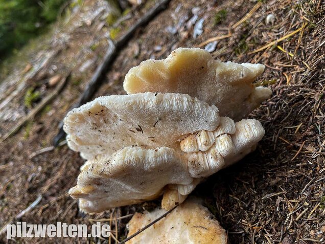 Nördlicher Porling, Climacocystis borealis