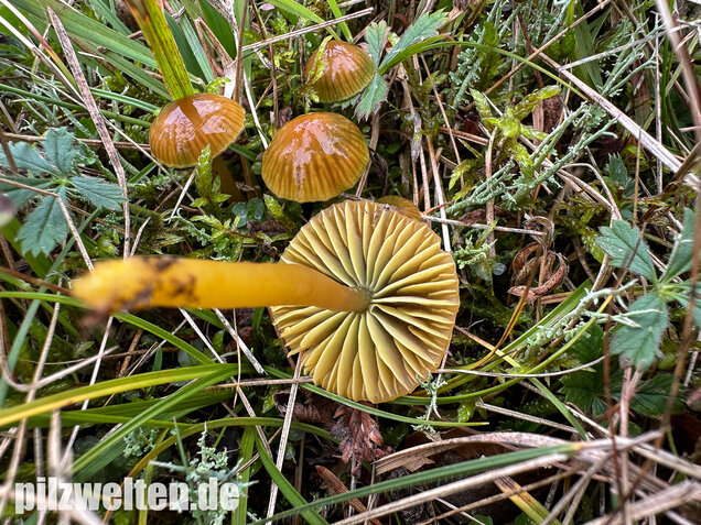 Papageigrüner Saftling, Papageiensaftling, Gliophorus psittacinus