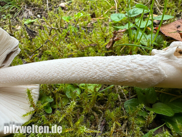 Pappelstreifling, Amanita simulans Contu