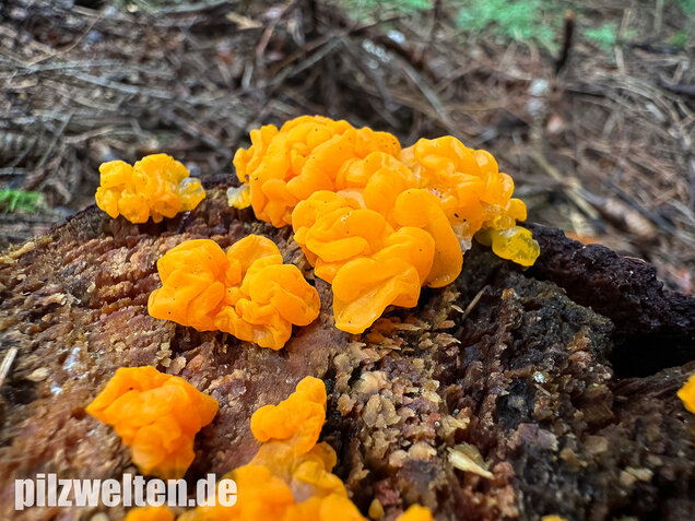 Riesengallertträne, Dacrymyces chrysospermus