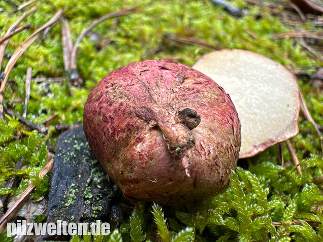 Rötlicher Wurzeltrüffel, Rhizopogon roseolus