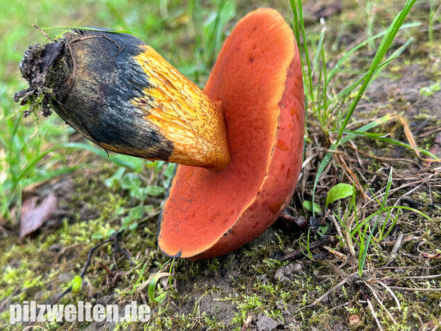 Rothütiger Hexenröhrling, Suillellus rubriceps