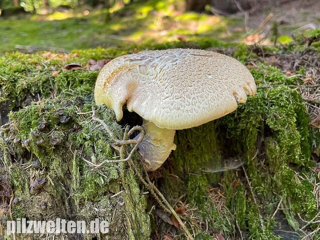 Schuppiger Sägeblättling, Neolentinus lepideus