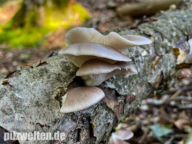 Sommer-Austernseitling, Pleurotus ostreatus forma florida