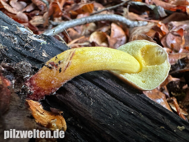 Starkblauender Rotfußröhrling, Xerocomellus cisalpinus