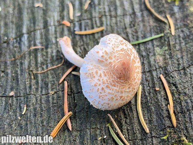 Stinkschirmling, Lepiota cristata