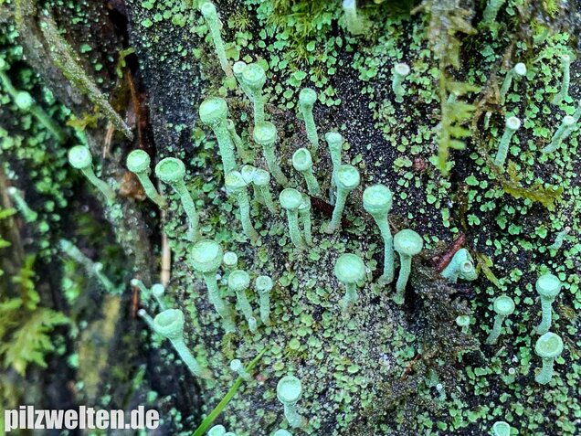 Trompetenflechte, Cladonia fimbriata