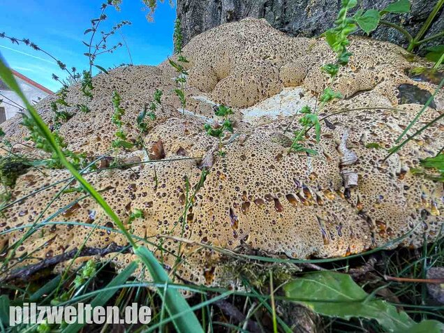 Tropfender Schillerporling, Pseudoinonotus dryadeus