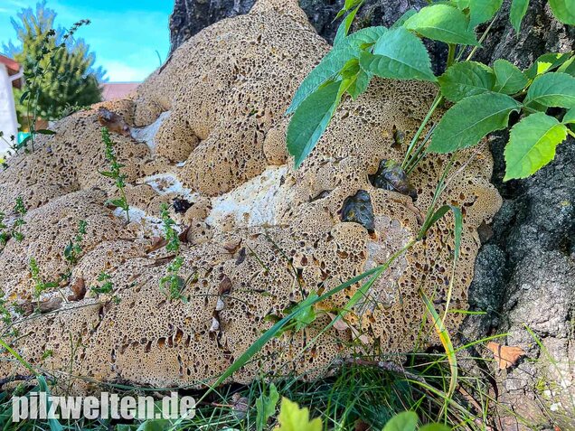 Tropfender Schillerporling, Pseudoinonotus dryadeus