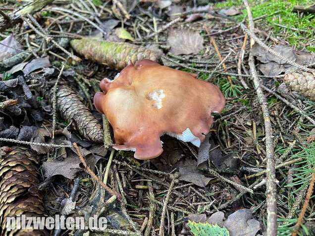 Verdrehter Rübling, Rhodocollybia prolixa