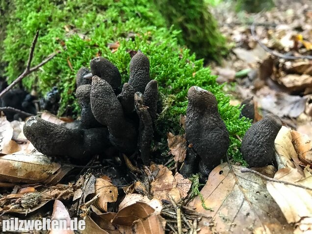 Vielgestaltige Holzkeule, Xylaria polymorpha
